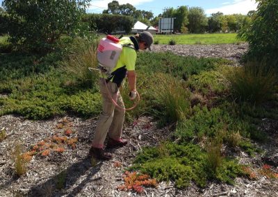 A Wrenhaven technician spraying using a back pack and weed spraying tool in areas where big weed spraying machines cannot reach in South Australia_n