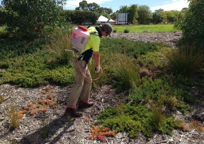 A Wrenhaven technician weed spraying using a back pack and weed spraying tool in South Australia_n