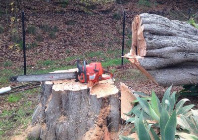 A large pine tree cut down Adelaide Hills