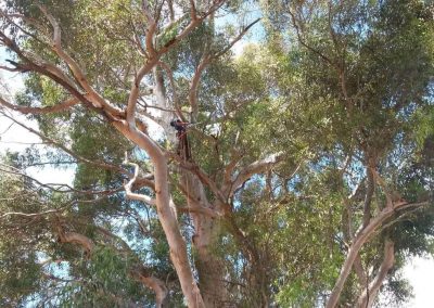 Gum trees that have to be pruned in South Australia_n