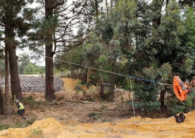 Harvesting pine trees in South Australia a tree with a tension line to control the fall line