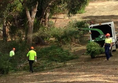 Mulching of black berry weed in the Adelaide Hills