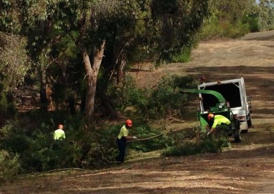 Mulching of gorse or horse-weed in the Adelaide Hills after it has been removed from the ground