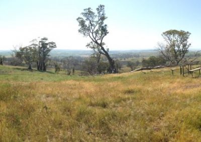 Paddocks in the Barossa Valley before block slashin