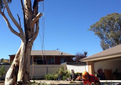 Pruning a Gum tree on the Fleurieu Peninsula