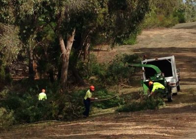 Removing gorse or horse-weed in the Adelaide Hills