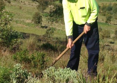 Removing weeds manually in the Adelaide Hills