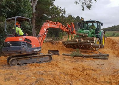 Using a large digger fitted with a special arm and teeth bucket to harvest pine trees in South-Australia