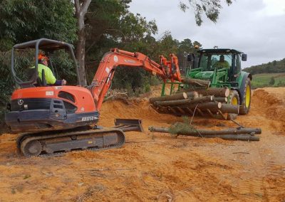 Using a large digger fitted with a special arm and teeth bucket to harvest pine trees in South Australia