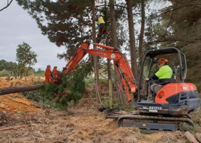 Using a large digger to harvest pine trees in South Australia