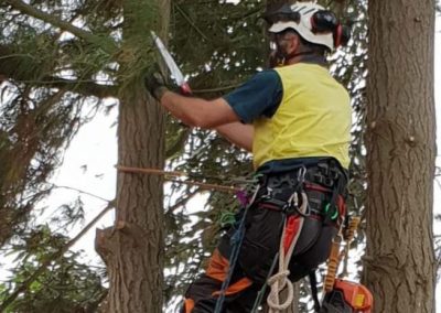 Tree removal in progress in Mount Lofty ranges